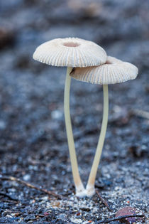 Small twins mushrooms  by Arpad Radoczy