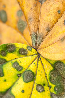 Two maple leafs by Arpad Radoczy