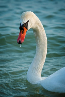 Close up of a swan at sunset light  by Arpad Radoczy