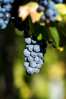 Tasty blue grapes close-up  von Arpad Radoczy