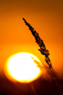 Grass landscape in the wonderful sunset light  by Arpad Radoczy