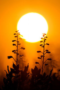 Sunset with flowers silhouette (Dictamnus albus)  von Arpad Radoczy