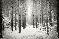 Into the Forest - Nr. 3 von Dorit Fuhg