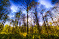 The Pastel Forest von David Pyatt