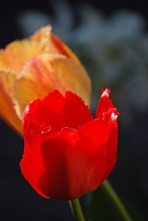 tulips in love... 4 von loewenherz-artwork