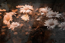 Asphaltblumen by Nicole Frischlich