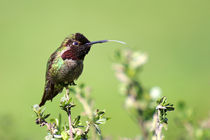 Hummingbird's Tounge von timbo210