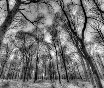 The Infared Forest by David Pyatt