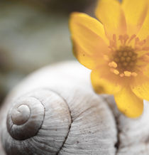 Snail shell with yellow blossom von Thomas Matzl