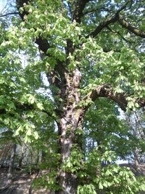 Old tree von giart