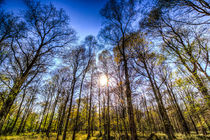 The Late Afternoon Forest von David Pyatt