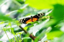 Butterfly von Glen Mackenzie