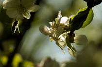 attack - bee apple blossom / Angriff Biene Apfelblüte by mateart