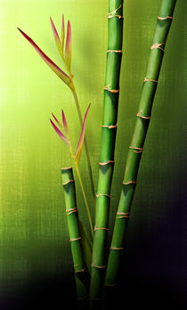 Bamboo Window von Cesar Palomino