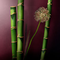Bamboos with Garlic Flower von Cesar Palomino