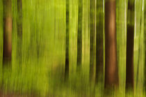 Blurred spring forest by Thomas Matzl