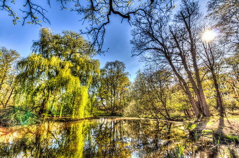 Willow-tree-pond
