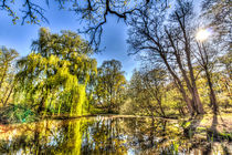 The Willow Tree Pond by David Pyatt