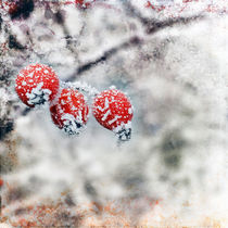Winter von Gisela Kretzschmar