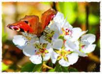 Butterfly on fresh flowers von Wolfgang Pfensig