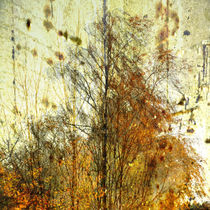 Birkengruppe im Herbst-Birch Group in autumn by Chris Berger