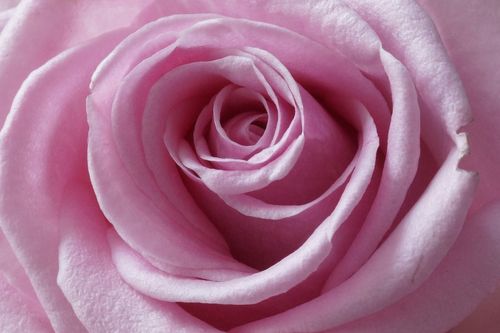 Rosa-rose-1001b-cut-6000