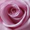 Rosa-rose-1001b-cut-6000