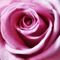 Rosa-rose-1001b-cut-6000e