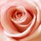 Rosa-rose-1001b-cut-6000m