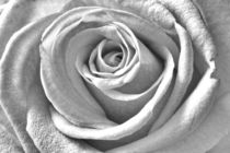 Rose black and white and beautiful von leddermann