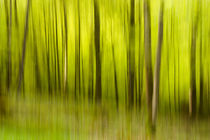 blurred spring forest II. by Thomas Matzl