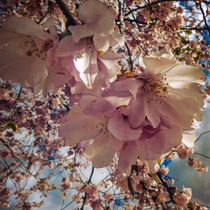 springtime by urs-foto-art