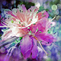 coloured blossom IV.I| abstract von urs-foto-art