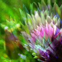 coloured herbs II.I | abstract von urs-foto-art