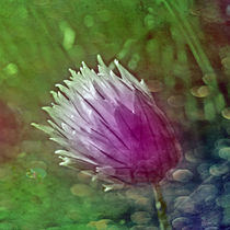 coloured herbs I.I | abstract by urs-foto-art
