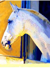 Portrait White Horse  by Sandra  Vollmann
