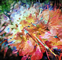 coloured blossom III.I | abstract von urs-foto-art