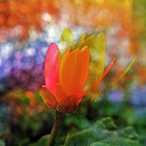 coloured blossom I.I | abstract von urs-foto-art