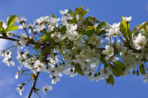Kirschblüten by fotolos