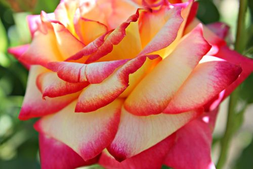 Beautiful-roses