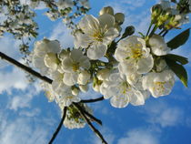 Blütentraum im April by rosenlady