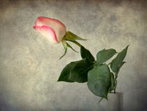 Antique rose by Barbara Corvino