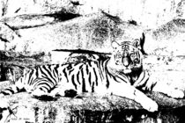 Panthera Carnivora - der Tiger von malin