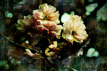 Flowering Cherry Texture by florin