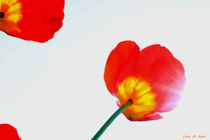 Tulipane von malin