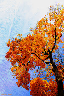 Herbstbaum von malin
