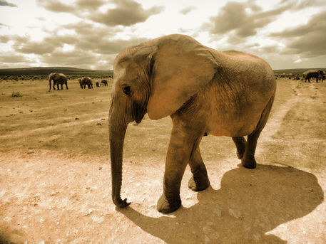 Elefant-in-sepiah