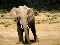 Junger afrikanischer Elefant von Tanja Riedel