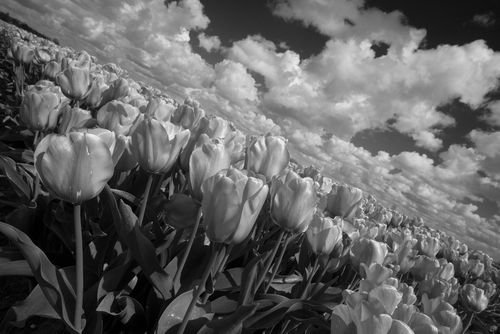 Mono-tulips