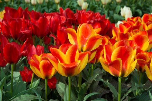 Red-and-yellow-tulips